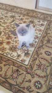 Отдам в дар породистую кошечку - 20160727_132115.jpg