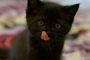 Москва и МО Эксклюзивный чёрный котенок-тигрёнок - 1.JPG