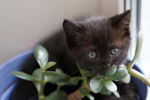 Москва и МО Эксклюзивный чёрный котенок-тигрёнок - 3.JPG