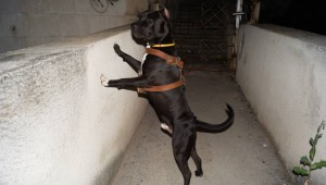 Очень нужен намордник  - DSC09595.JPG