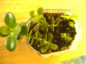 ОТДАНО - толстянка2.JPG