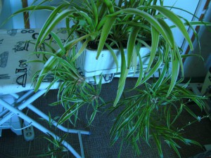 ОТДАНО - хлорофитум13.JPG