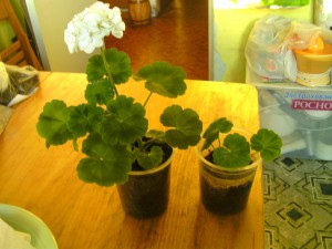 ОТДАНО - цветок4.JPG