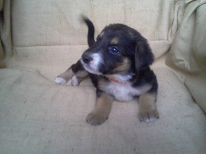 щенки в дар - Фото0473[1].jpg