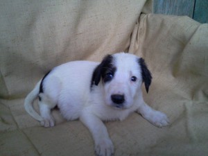 щенки в дар - Фото0447[1].jpg