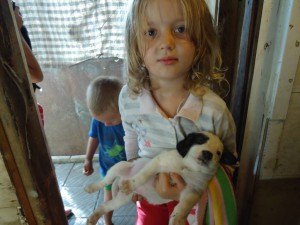 щенки в дар - DSC05200.JPG