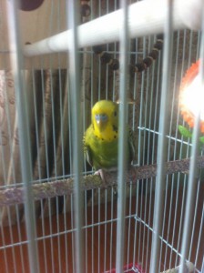 приму в дар волнистого попугайчика желательно птеньчика - IMG_1842[1].JPG