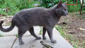 котик, русской голубой - 20160824_181208.jpg