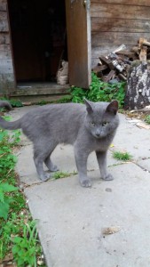 котик, русской голубой - 20160824_181221.jpg