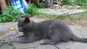 котик, русской голубой - 20160824_181259.jpg