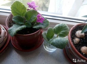 Обмен цветами - 2879642665.jpg