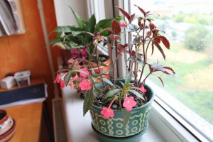 Обмен цветами - IMG_6554.JPG