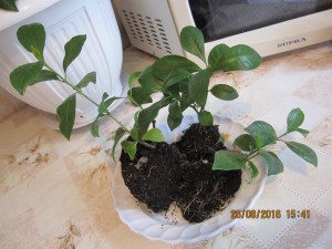 Отдам Гардению - 2016-08-26 12-41-28.JPG