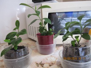 Отдам Гардению - 2016-08-26 13-17-02.JPG