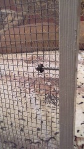 Сетки антикошка на деревянные окна отданы  - 20160517_185401.jpg