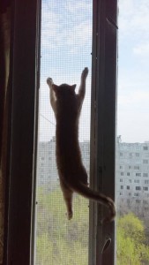 Сетки антикошка на деревянные окна отданы  - 20150502_125617+.jpg