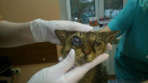 Помощь кошке Нужен корм - 15.jpg