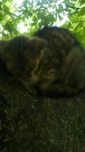 Помощь кошке Нужен корм - 18.jpg