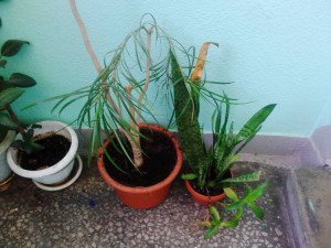 Затхлый, мертвый воздух в квартире, приму в дар любые растения. Спасибо  - IMG_20160828_104202.jpg