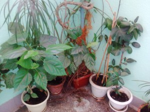 Затхлый, мертвый воздух в квартире, приму в дар любые растения. Спасибо  - IMG_20160828_104208.jpg