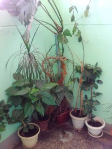 Затхлый, мертвый воздух в квартире, приму в дар любые растения. Спасибо  - IMG_20160828_104214.jpg