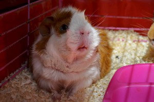 Отдам морских свинок - Борька1.jpg