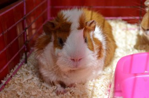 Отдам морских свинок - Борька2.jpg