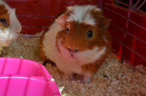 Отдам морских свинок - Кузя1.jpg