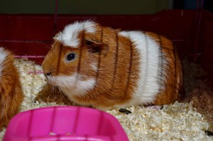 Отдам морских свинок - Кузя2.jpg