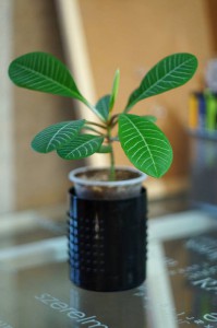 Отдам даром Молочай беложильчатый - DSC04694.JPG