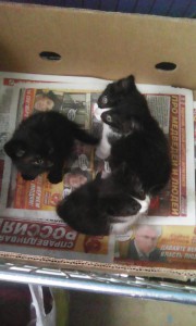 Отдам котеночка - IMG_20160830_113409.jpg