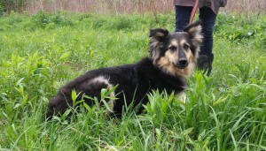 Москва и МО Собачка Ханна в поисках дома  - 1.jpg