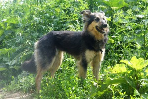 Москва и МО Собачка Ханна в поисках дома  - 3.jpg