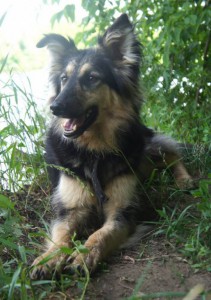 Москва и МО Собачка Ханна в поисках дома  - 4.jpg