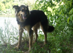 Москва и МО Собачка Ханна в поисках дома  - 5.jpg