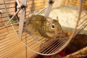 Два дегу-мальчика - 2912431659.jpg