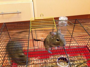 Два дегу-мальчика - IMG_3588.JPG