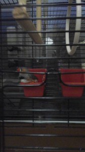 отдам амадина в хорошие руки - 1473007087187915451892.jpg