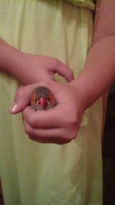 отдам амадина в хорошие руки - 1473010776113-404114211.jpg