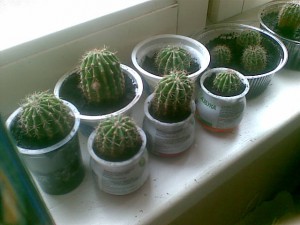 кактусята даром - 05092016.jpg