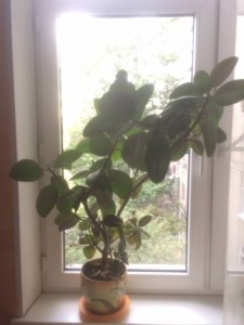 Отдам даром взрослый фикус - image.jpeg