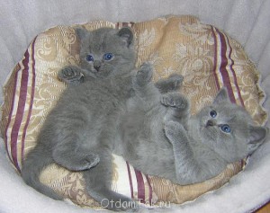 Приму В Дар Шотландского Или Британского Котенка  - 63500541ef49a034d033844c1528c616_1357222260.jpg