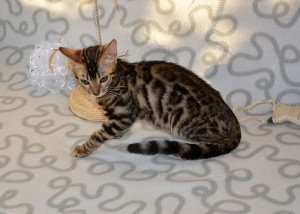 Отдам бенгальскую кошку - Alexa 5.jpg
