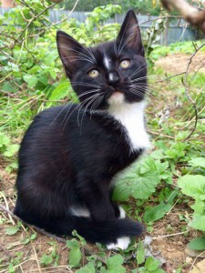 Отдам котенка - 8Cgw7c4ltTk.jpg