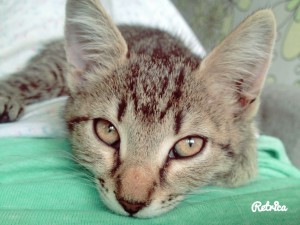 Срочно нужен дом котенку  - image.jpg