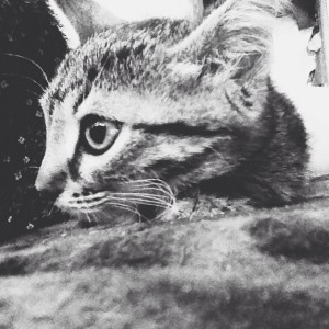 Срочно нужен дом котенку  - image.jpg