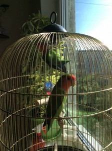 Пара неразлучников - image.jpeg