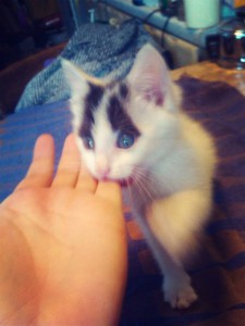 Здравствуйте Москва. м. Проспект Мира Подарю маленького домовёночка - котенка домашнего - кот.jpg