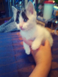 Здравствуйте Москва. м. Проспект Мира Подарю маленького домовёночка - котенка домашнего - кот2.jpg