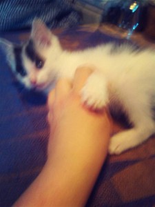 Здравствуйте Москва. м. Проспект Мира Подарю маленького домовёночка - котенка домашнего - кот4.jpg